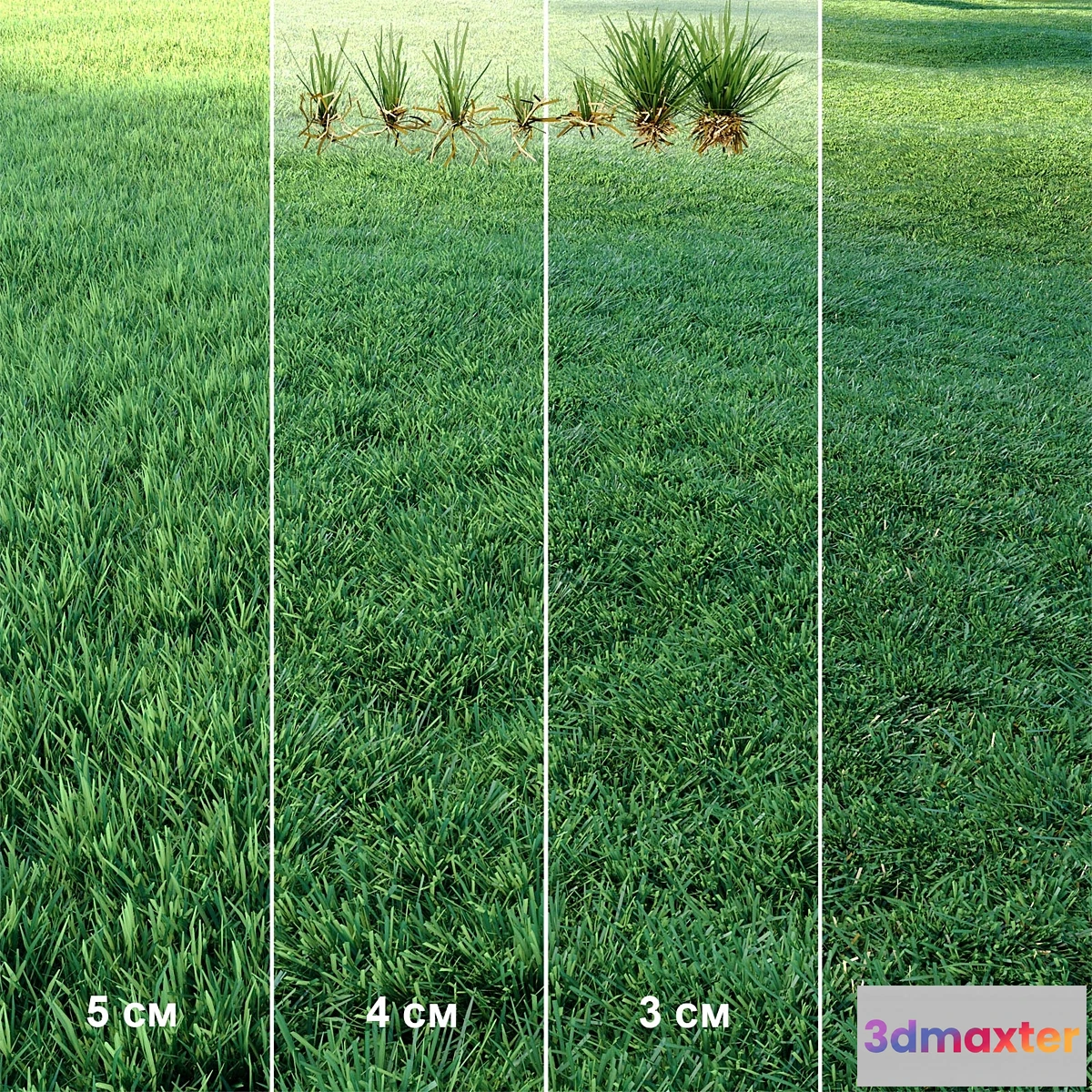 1340980 - Lawn  Mowed Lawn 3D Max