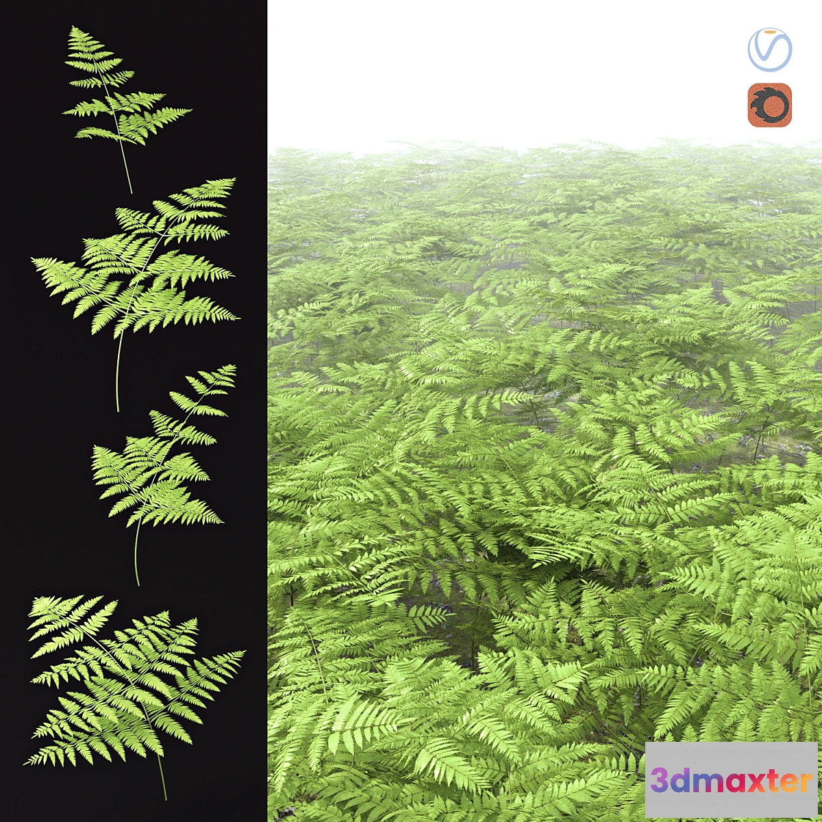 1342391 - Fern Common Orlyak 3D Max
