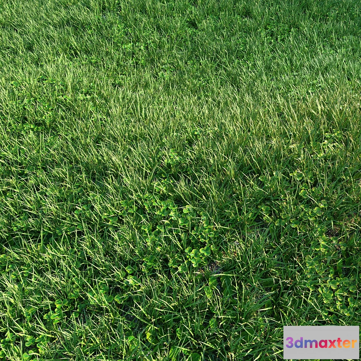 1342689 - Grass 3D Max