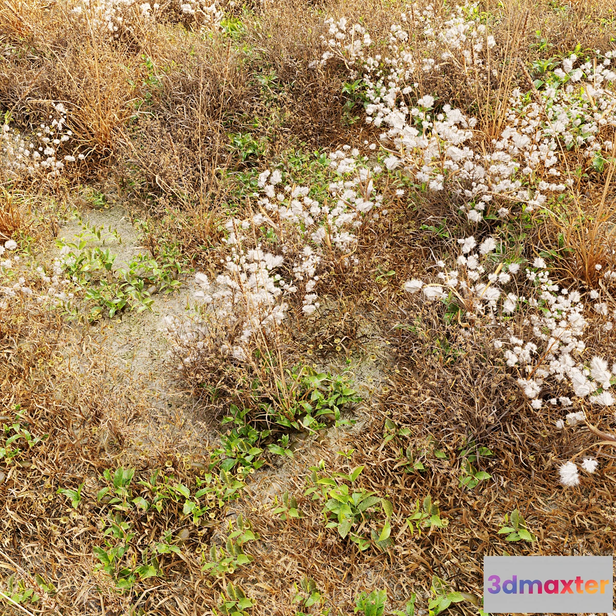 1343544 - Dry meadow 3D Max