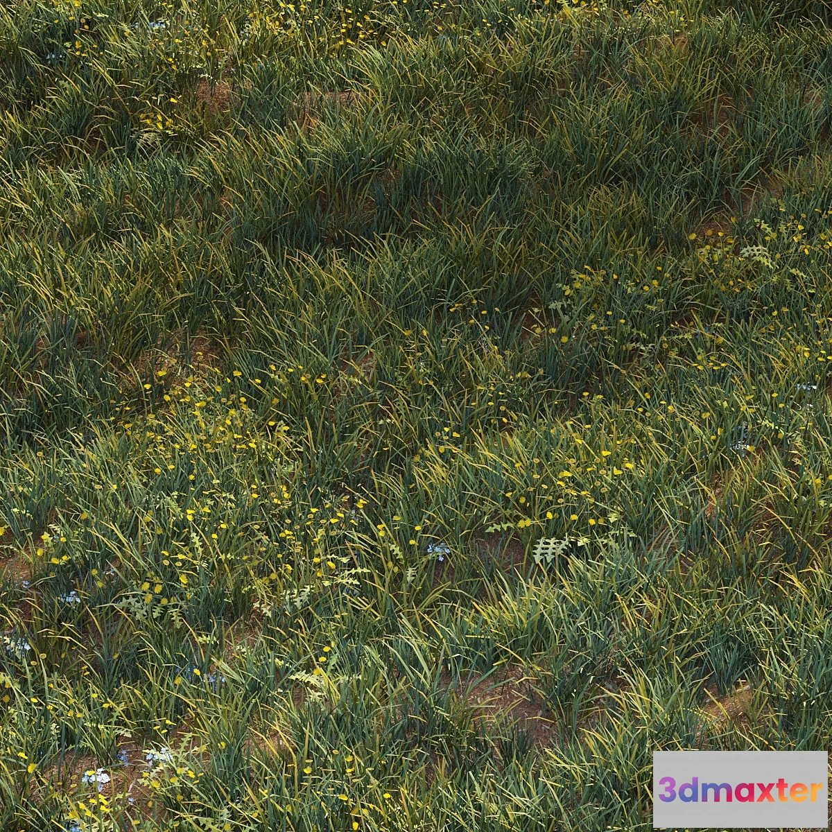 1343717 - June grass 3D Max