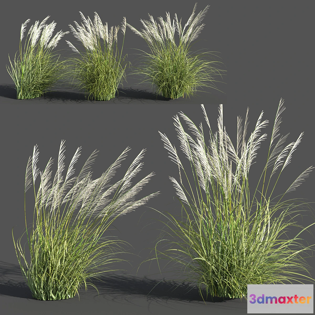 1343789 - Eriantus of Ravenna 3D Max