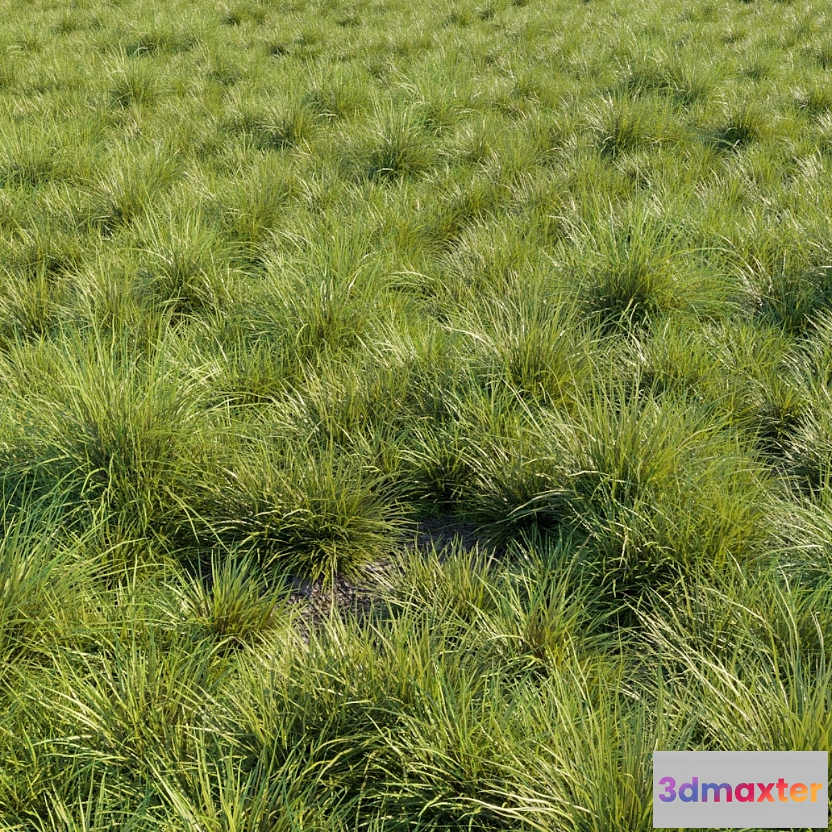 1343859 - Saw-sedges grass 3D Max