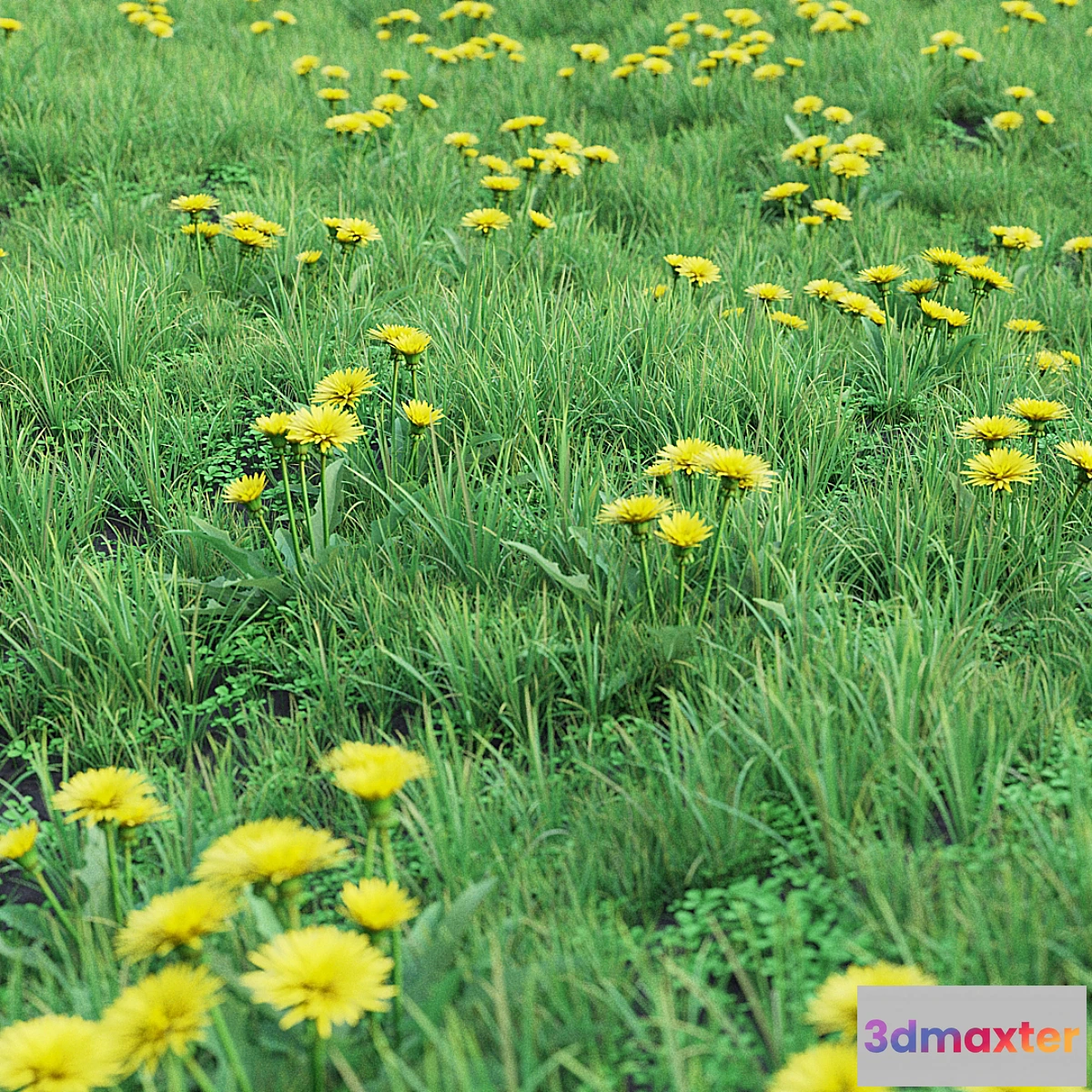 1349380 - Grass set 01 - Dandelion 3D Max