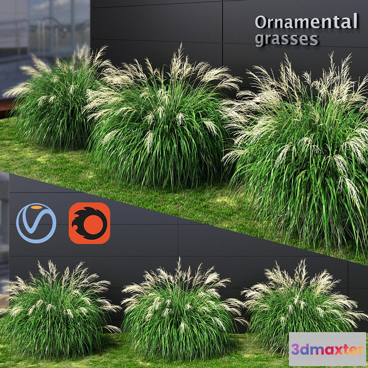 1392176 - Ornamental grass Miscanthus medium 3D Max