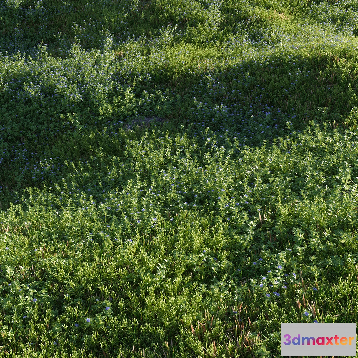 1395014 - Lawn Speedwell and bluegrass (March) 3D Max