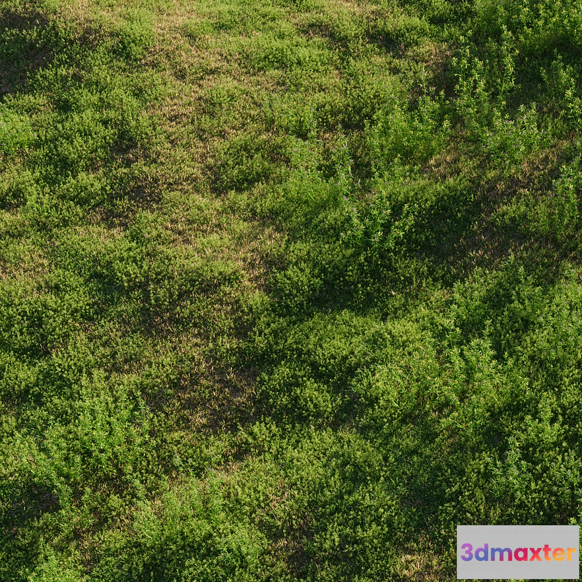 1396062 - Meadow grasses alfalfa and bluegrass (July) 3D Max