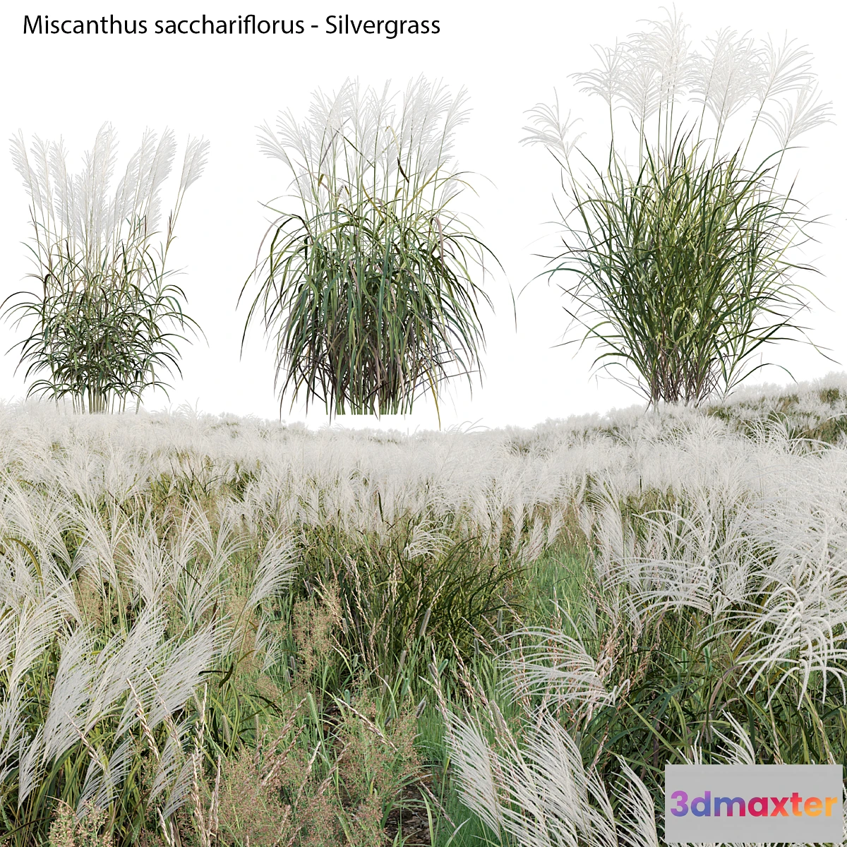 1396738 - Miscanthus sacchariflorus - Silvergrass 02 3D Max