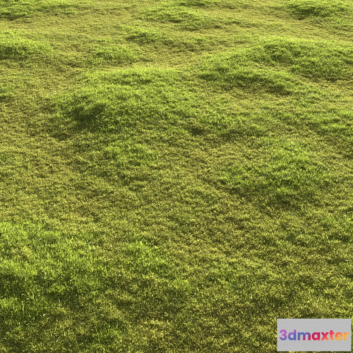 1397174 - Garden grass 3D Max
