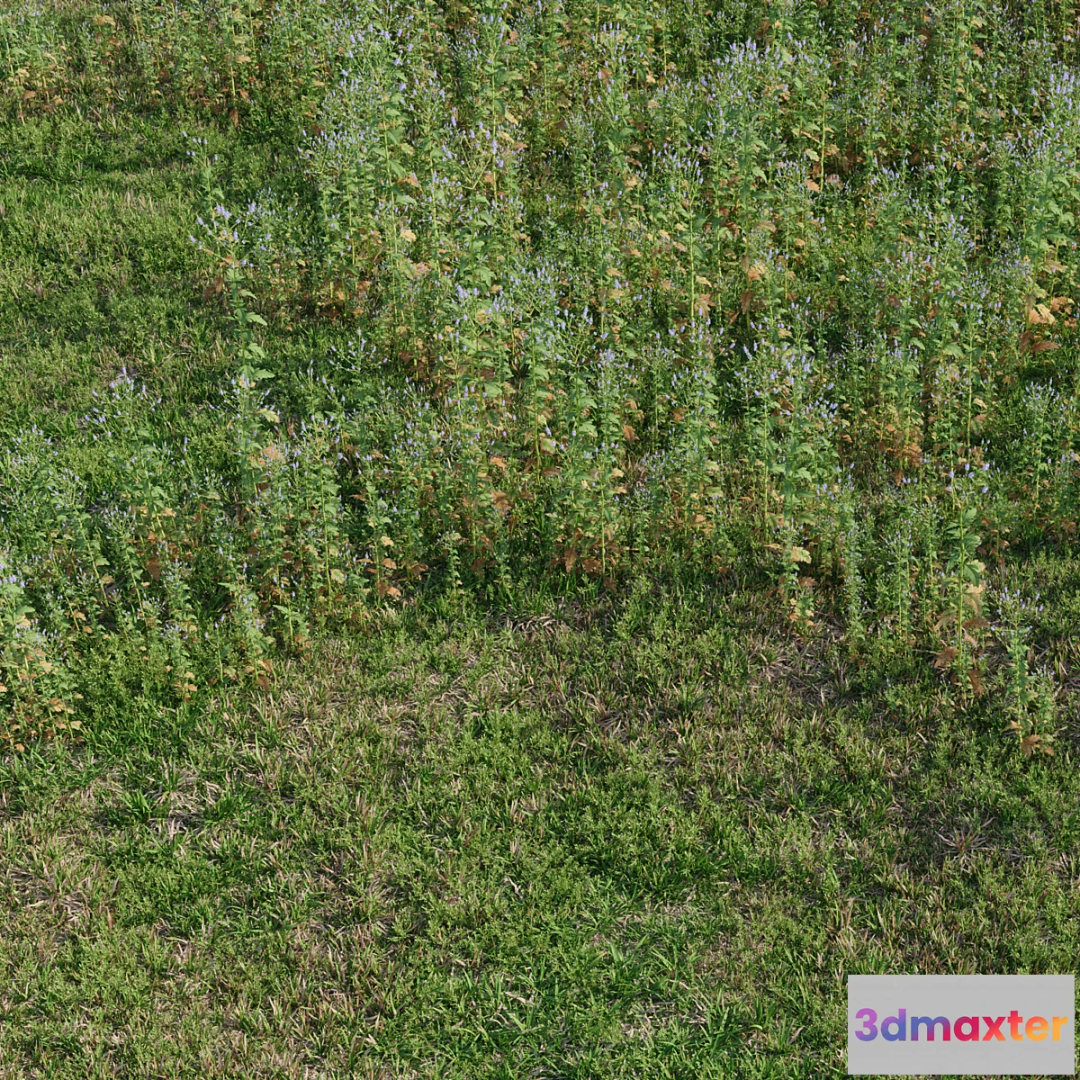 1397980 - Meadow herbs verbena and bluegrass (June) 3D Max
