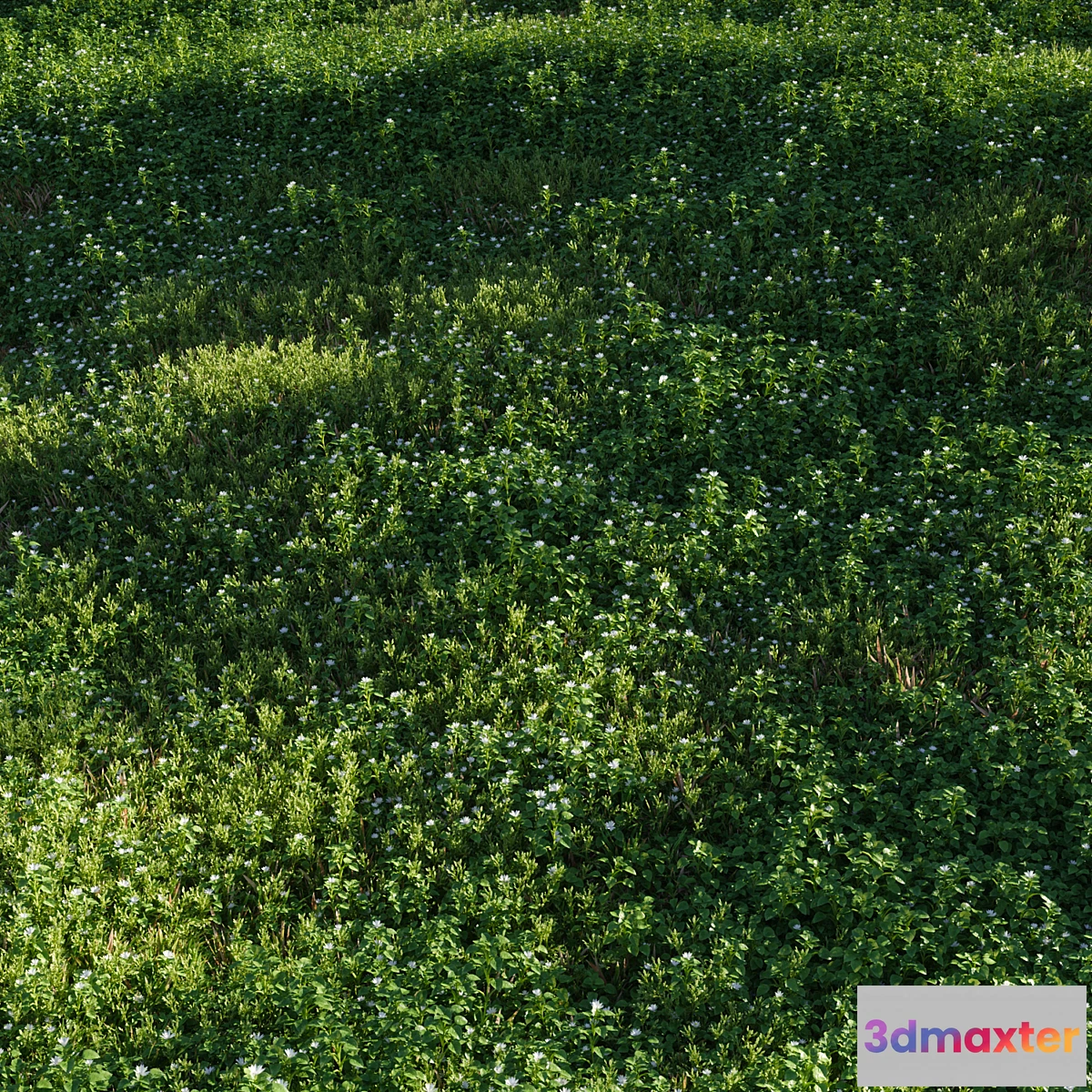 1406198 - Lawn Chickweed (chickweed) and bluegrass 3D Max