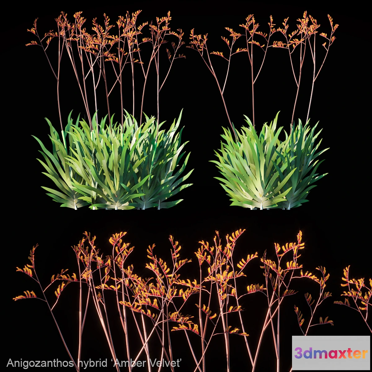1414170 - Kangaroo Paw  Anigozanthos hybrid Amber Velvet 3D Max