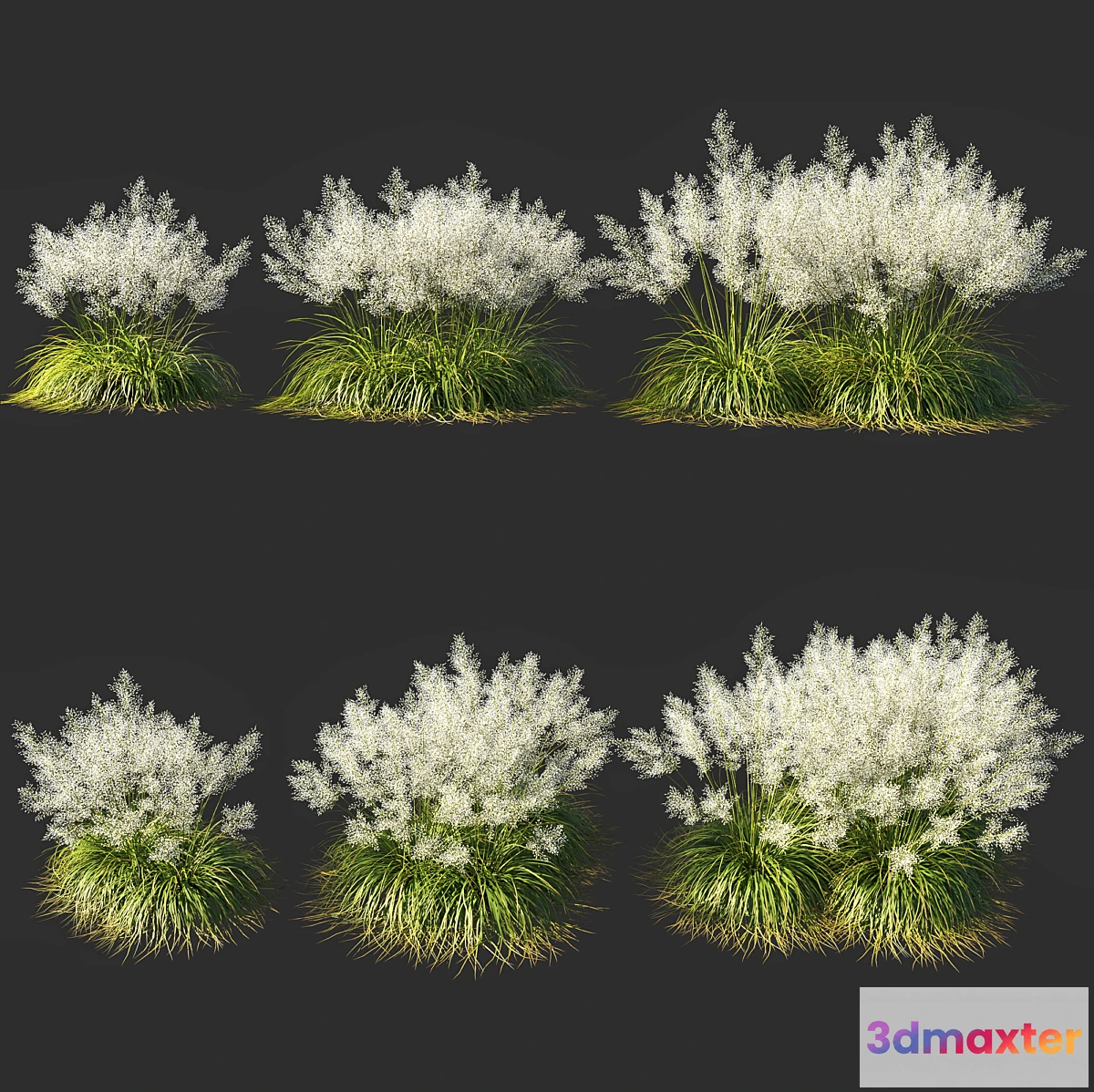 1420132 - Muhly grass White_03 3D Max