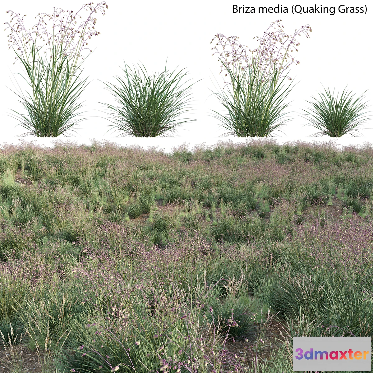 1422702 - Briza media - Quaking Grass 01 3D Max
