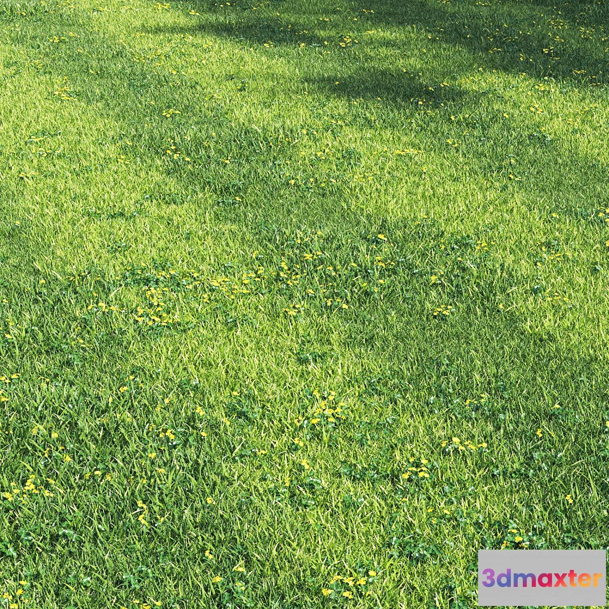 1424968 - Grass england garden 3D Max