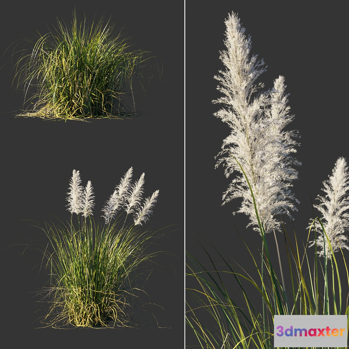 1427804 - Cortaderia dioecious _ Cortaderia selloana 3D Max