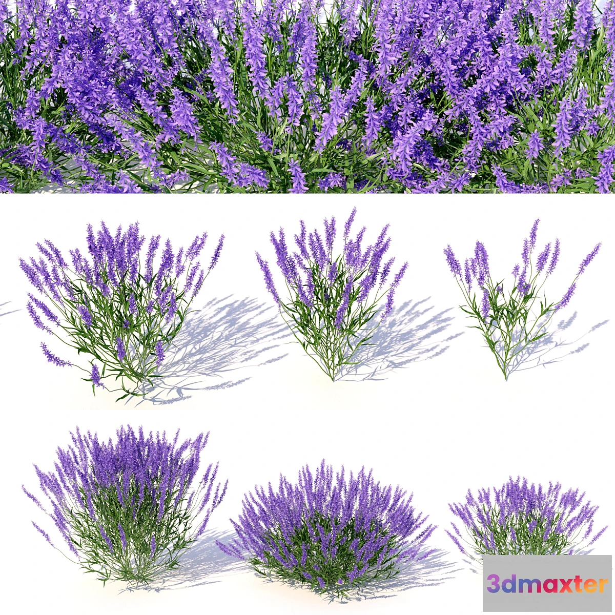 1429890 - Lavandula 3D Max