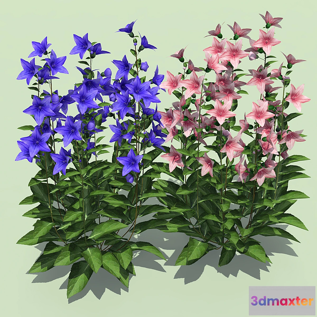 1432088 - Bells Platikodon 3D Max