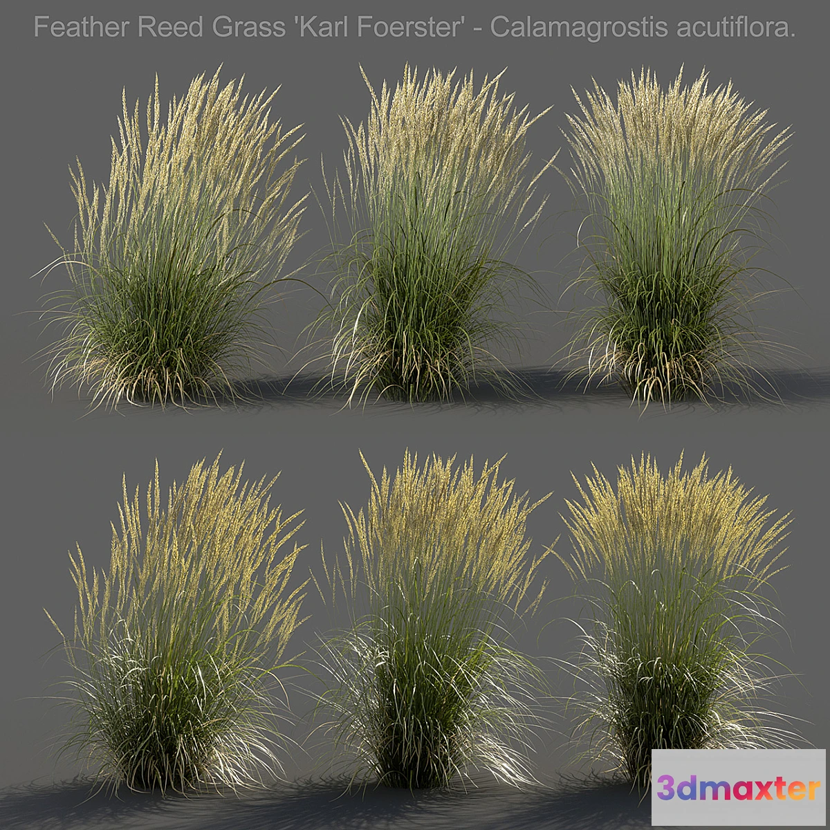 1437908 - Feather Reed Grass - Calamagrostis acutiflora - Medium 3D Max