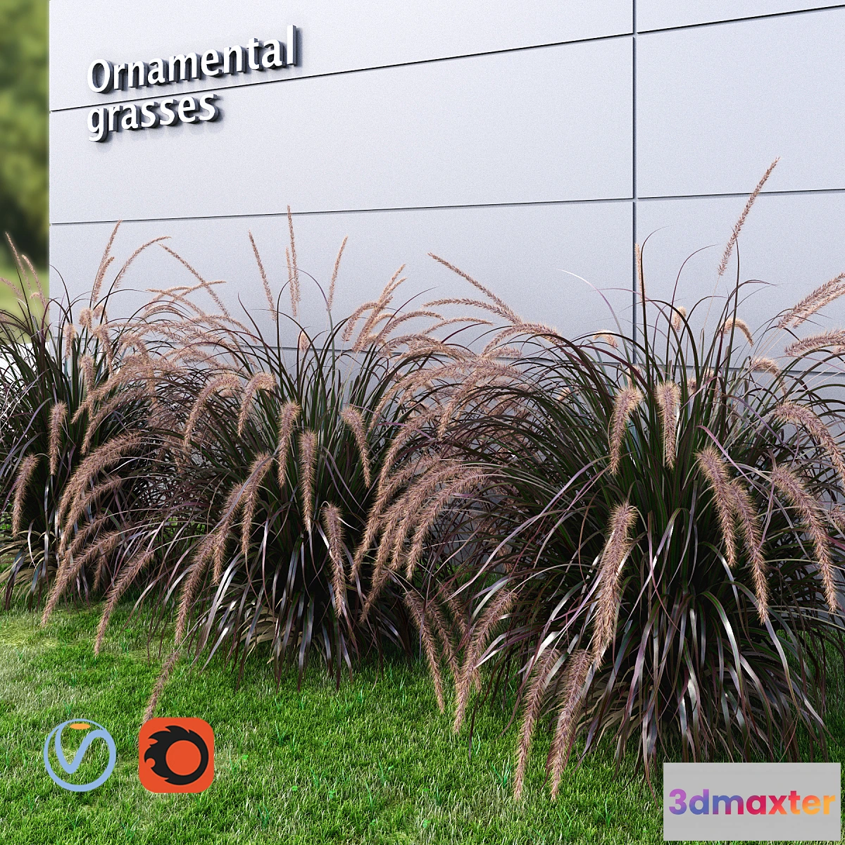 1445228 - Ornamental grass Fountaingrass purple large 3D Max