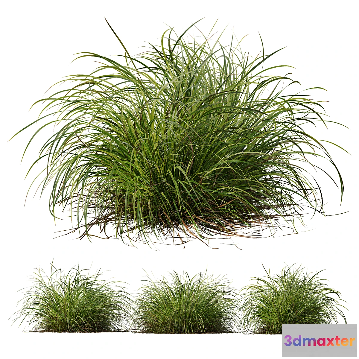 1448416 - HQ Plants Carex Elata Aurea Grass Version2 3D Max