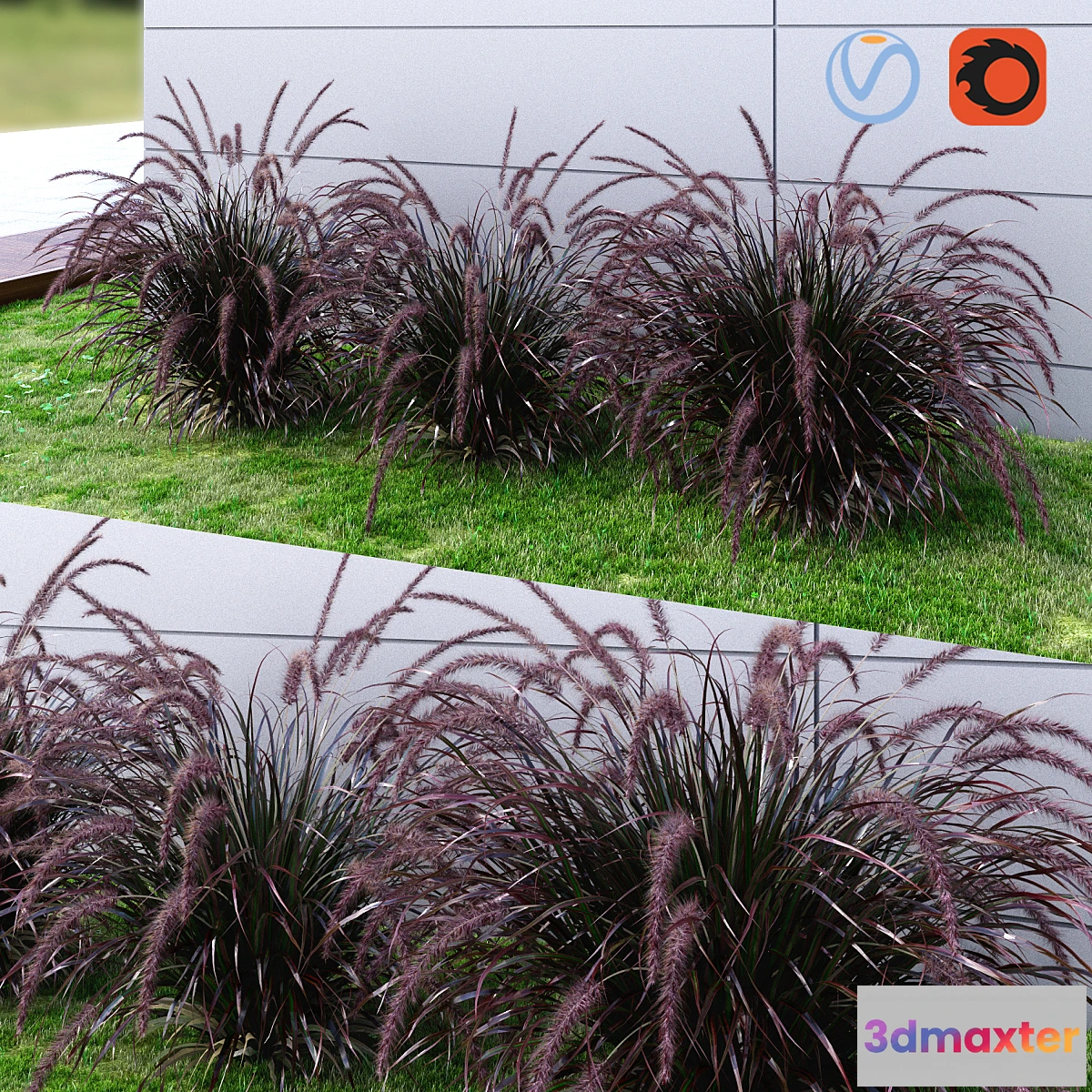 1451004 - Ornamental grass Fountaingrass purple dark 3D Max