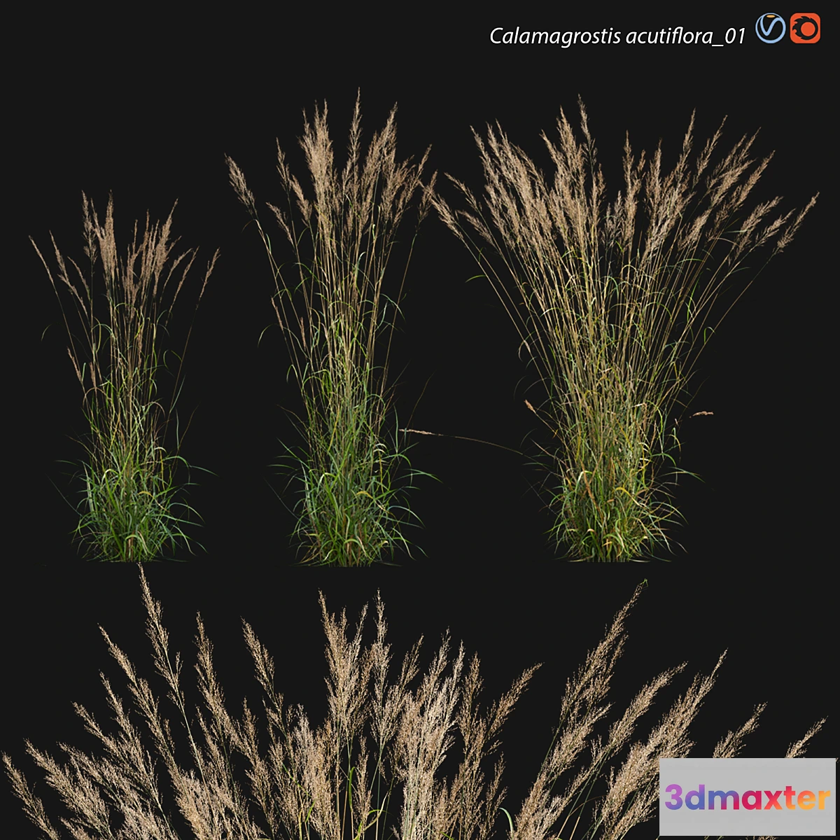1458768 - Calamagrostis acutiflora_01 3D Max