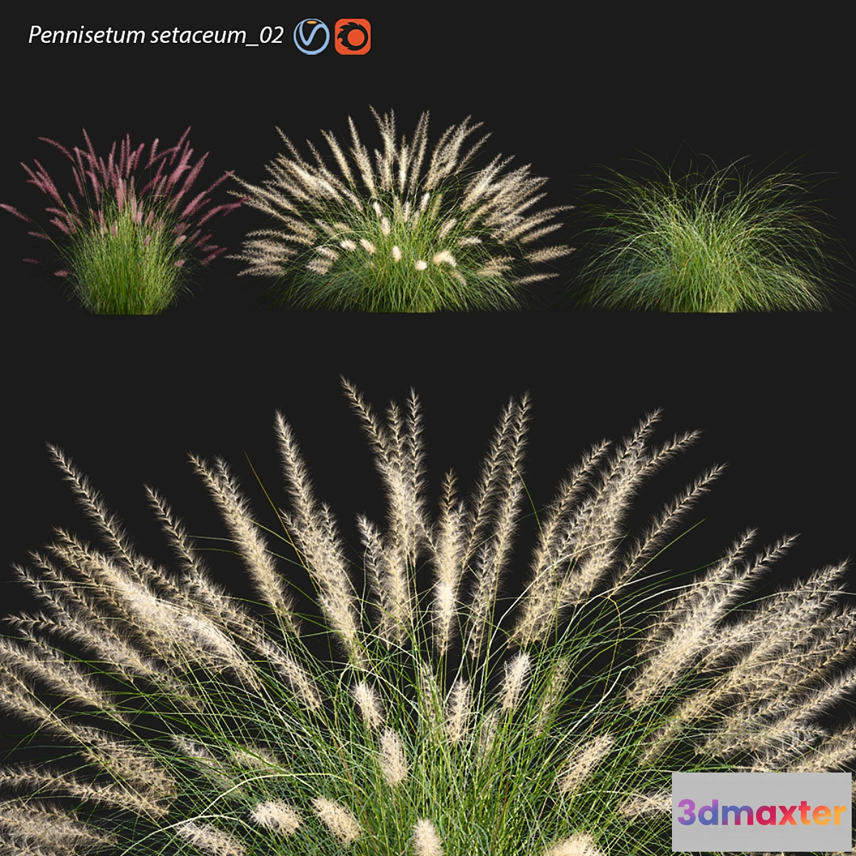 1459670 - Pennisetum setaceum_02 3D Max