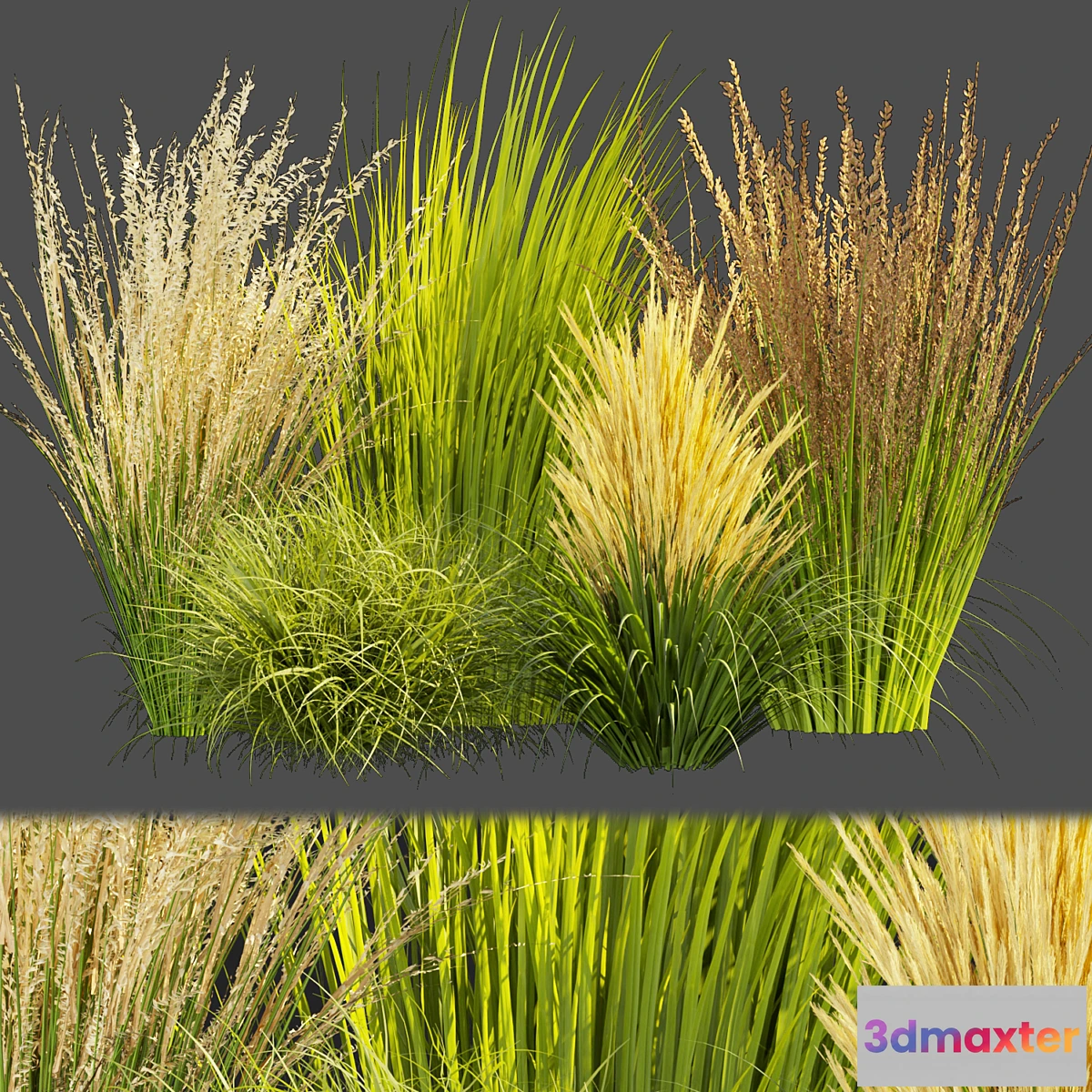 1462938 - Collection plant vol 383 - grass - outdoor Switchgrass - Northwind 3D Max