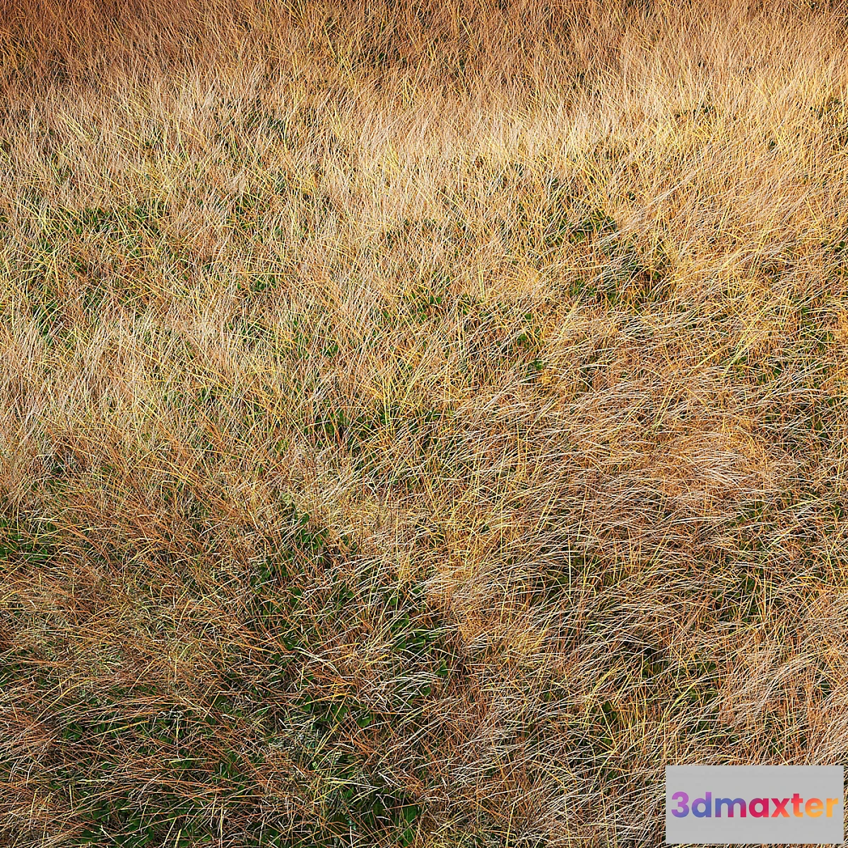 1465080 - Autumn grass 3D Max