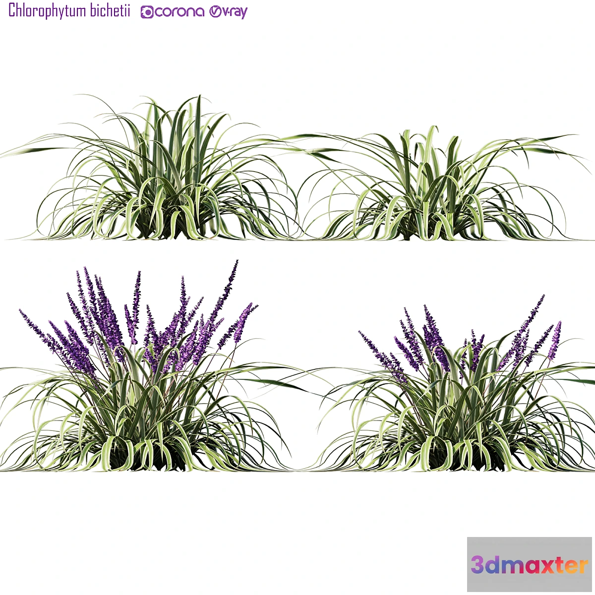 1465404 - Chlorophytum bichetii 3D Max