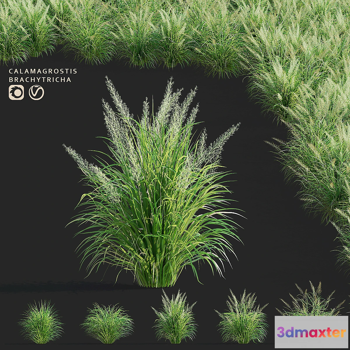 1468100 - Reed Grass  Calamagrostis brachytricha 3D Max
