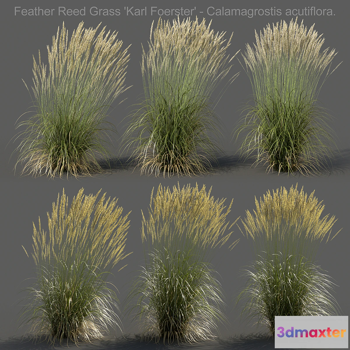 1468878 - Feather Reed Grass - Calamagrostis acutiflora - High 3D Max
