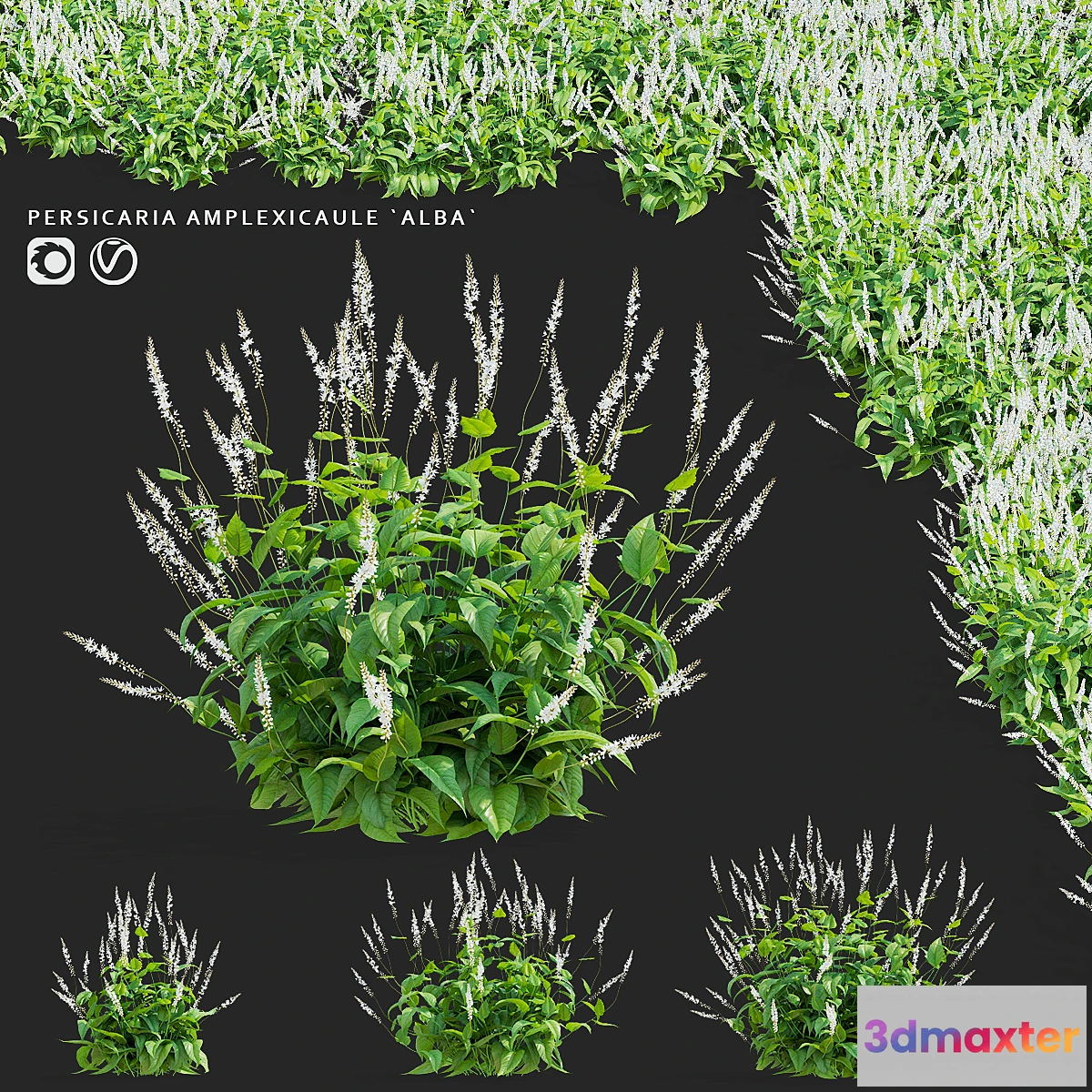 1475360 - Highlander candle flowers  Persicaria amplexicaule Alba 3D Max