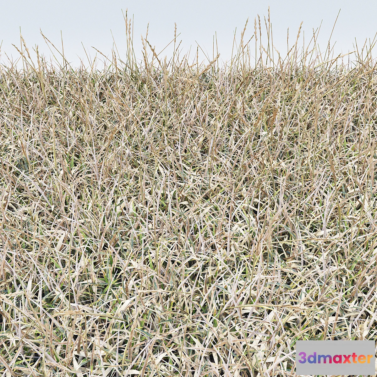 1477952 - dry grass 3D Max