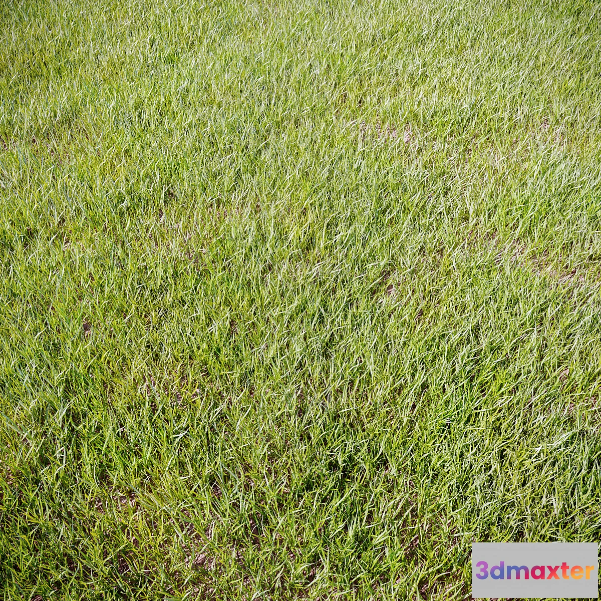 1479042 - Grass_for_landscaping 3D Max
