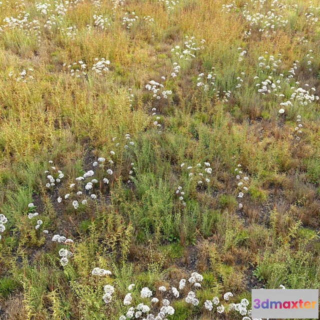 1546030 - Meadow_10 3D Max