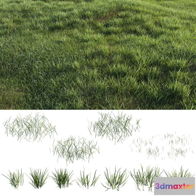 1557303 - Grass-plot 3D Max
