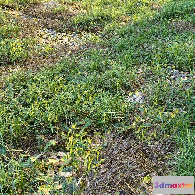 1557617 - Meadow 2 with plants and grass 3D Max