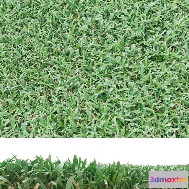 1559563 - lawn 3D Max