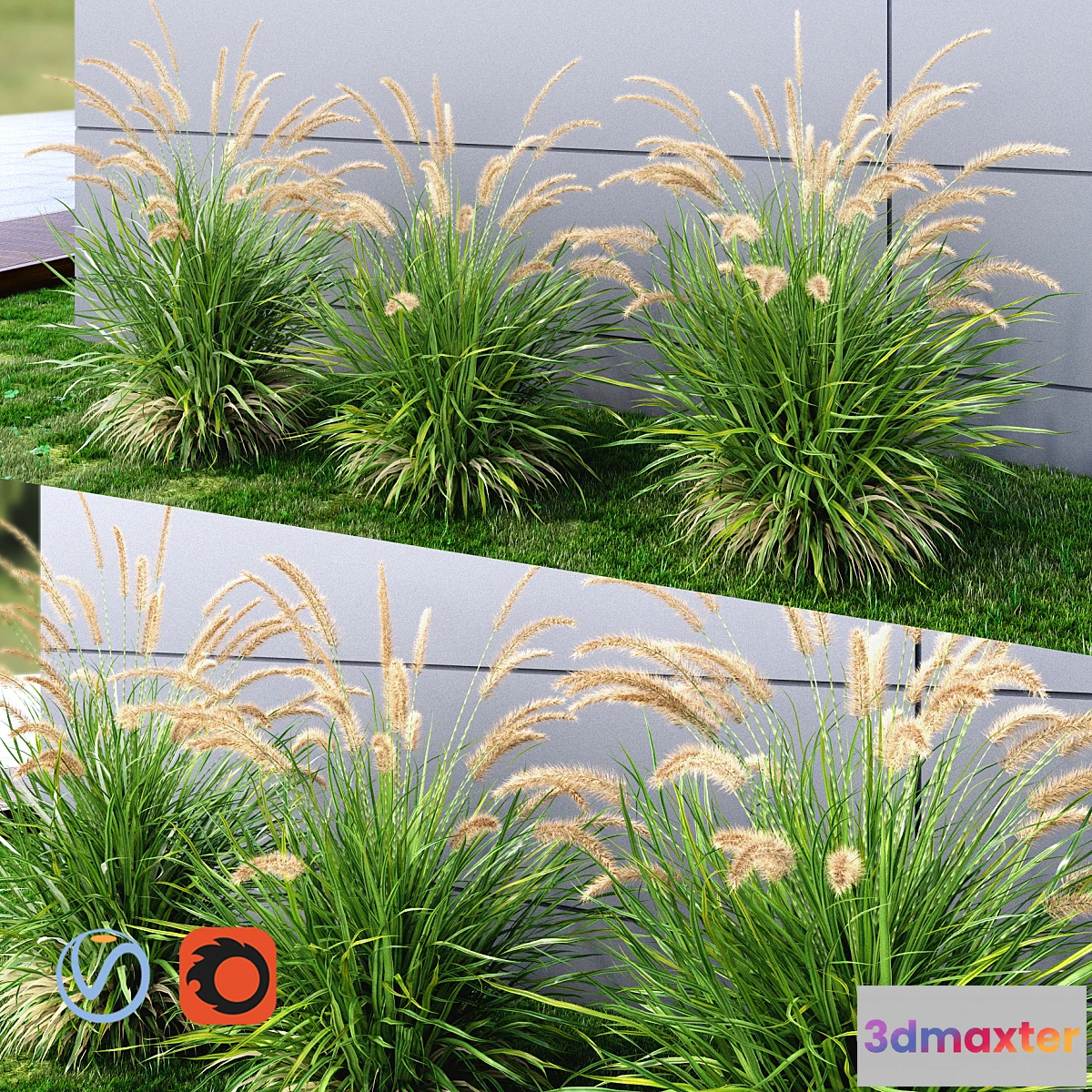 582646 - Ornamental grass Fountaingrass green