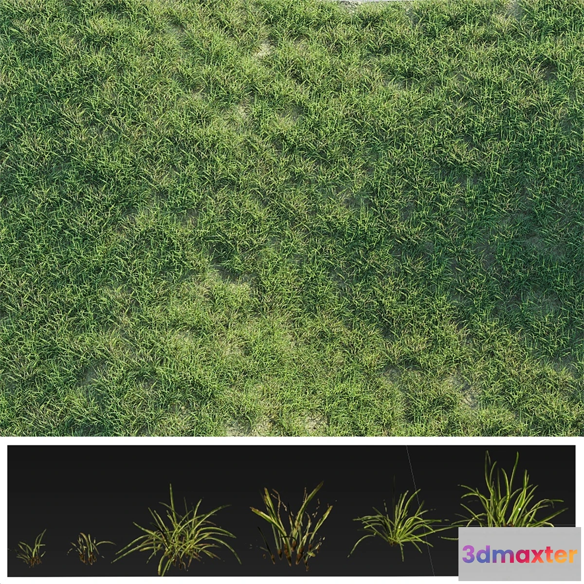 619341 - Details Grass