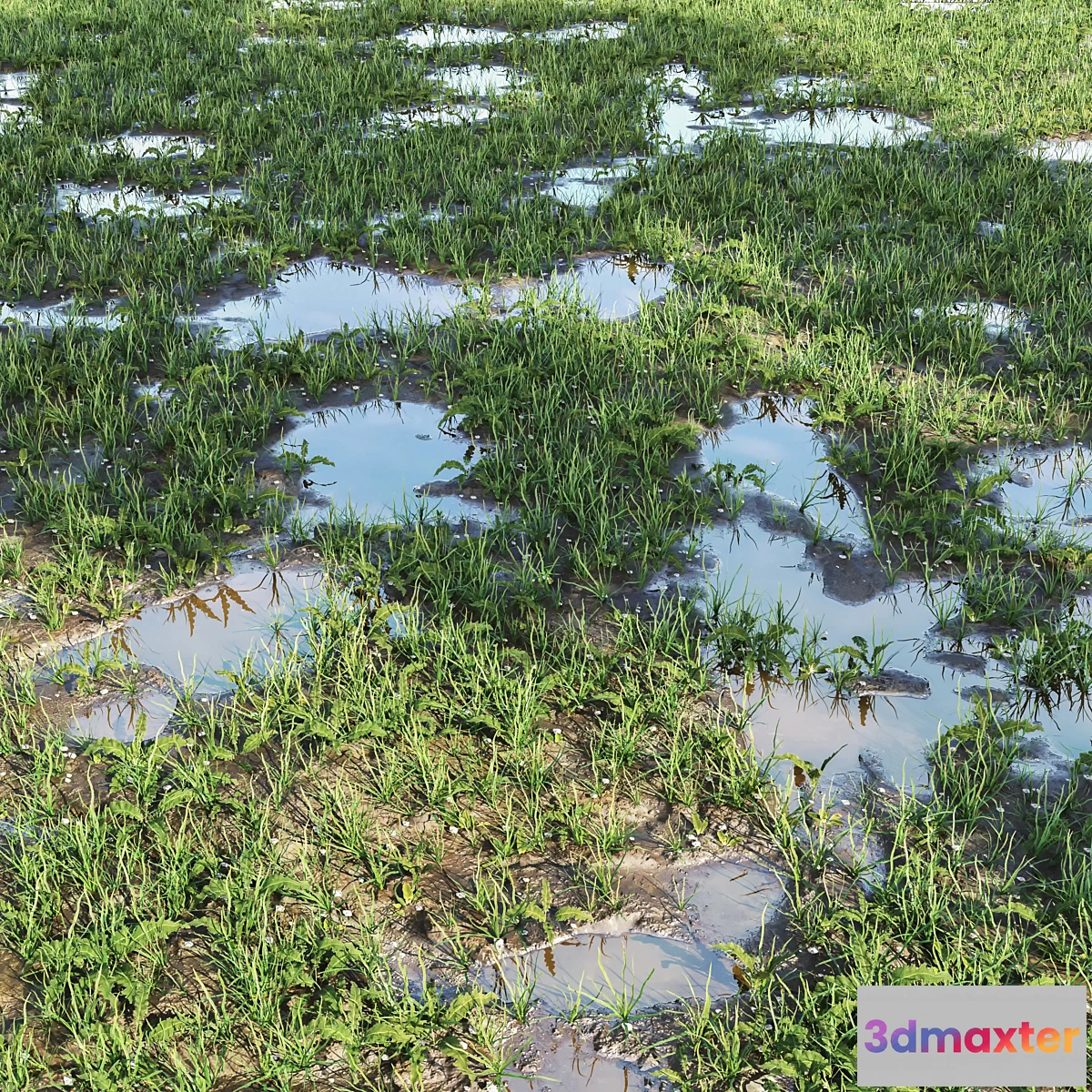 619343 - arch_grass 03