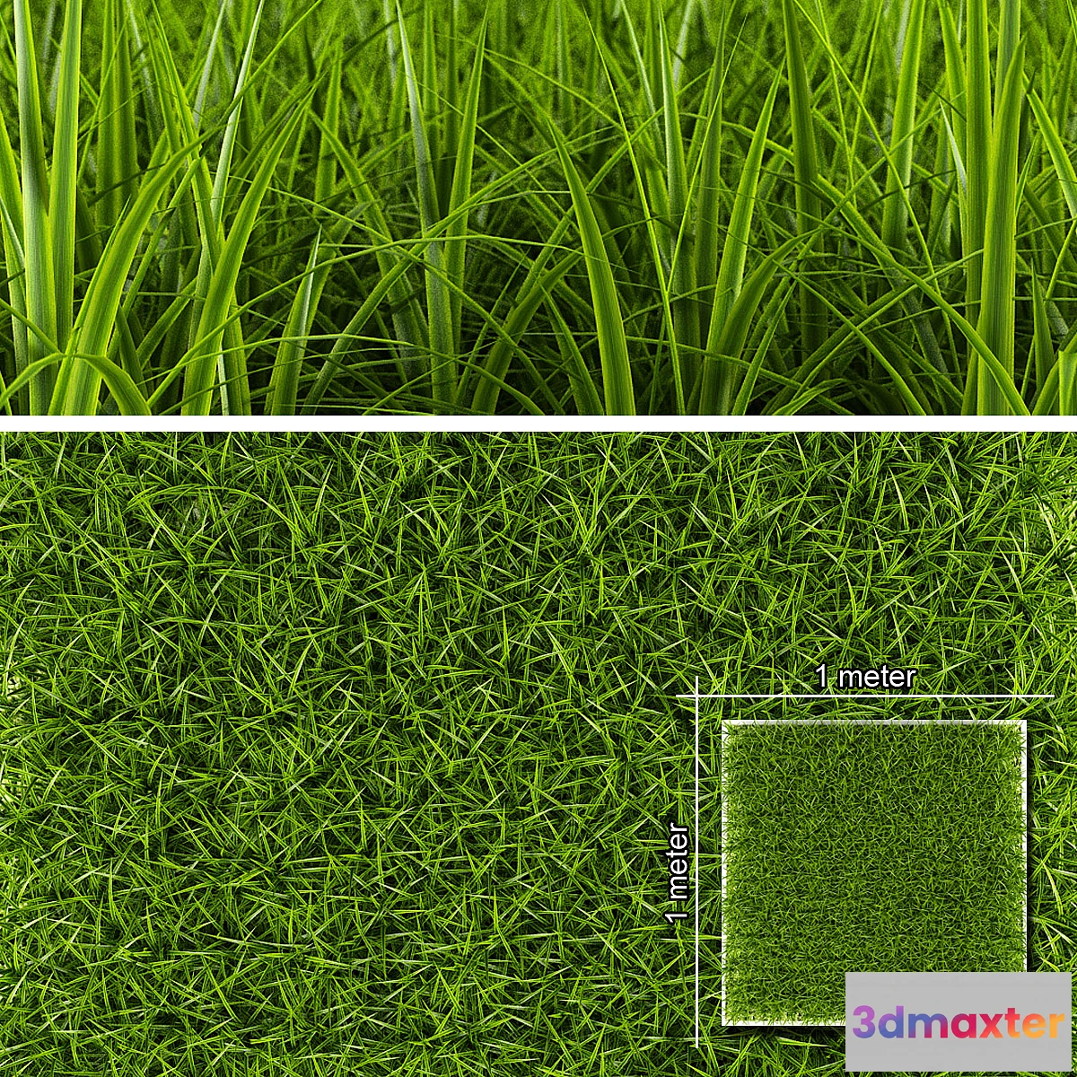 636155 - GRASS 1