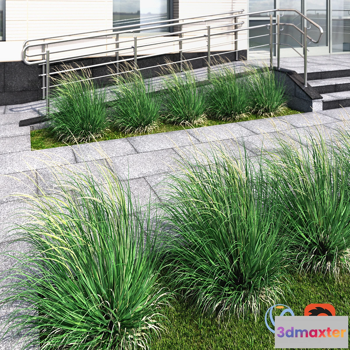 649487 - Ornamental grass windy