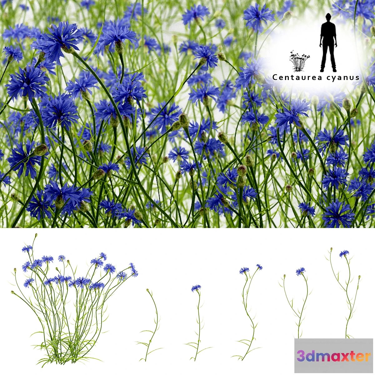 654641 - Cornflower blue flower  Centaurea cyanus