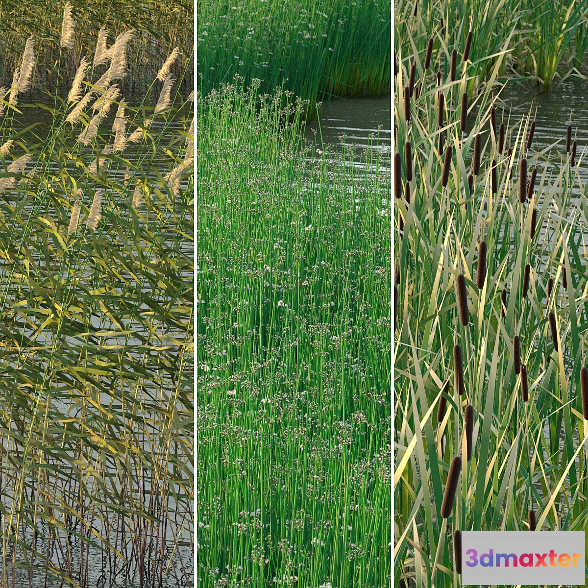 654673 - Aquatic plants