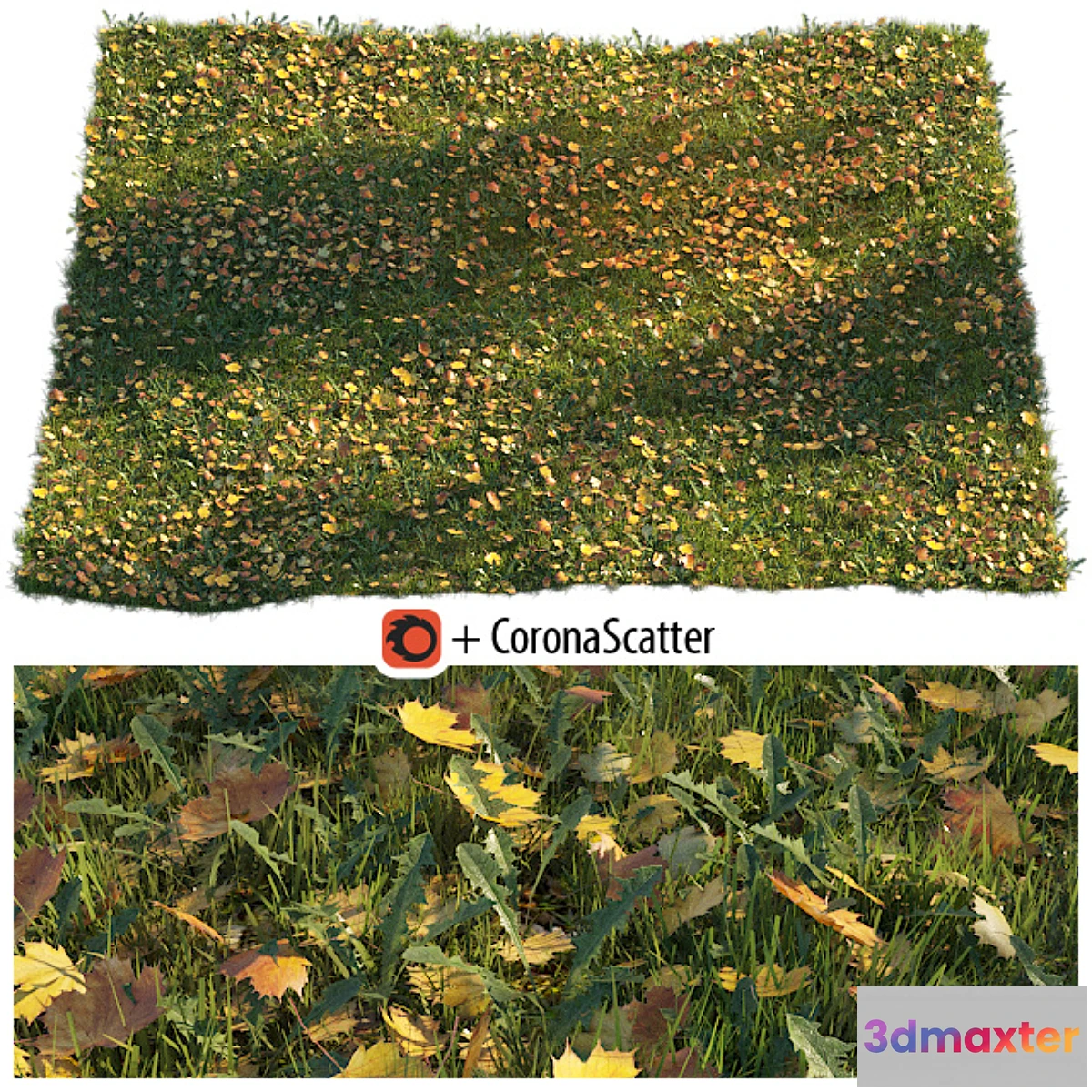 660313 - Lawn with dry maple leaves