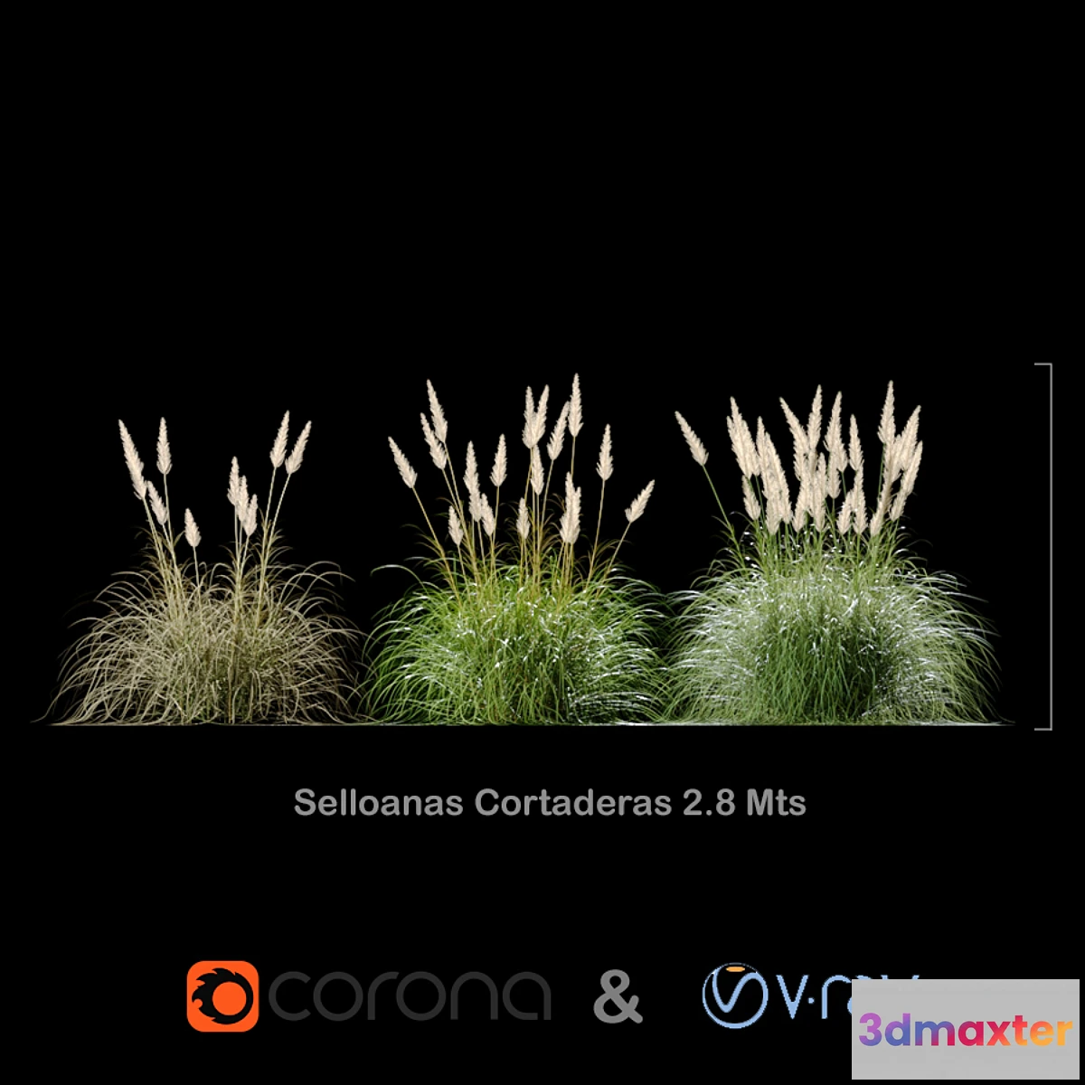 662655 - Selloanas Cortaderas Big