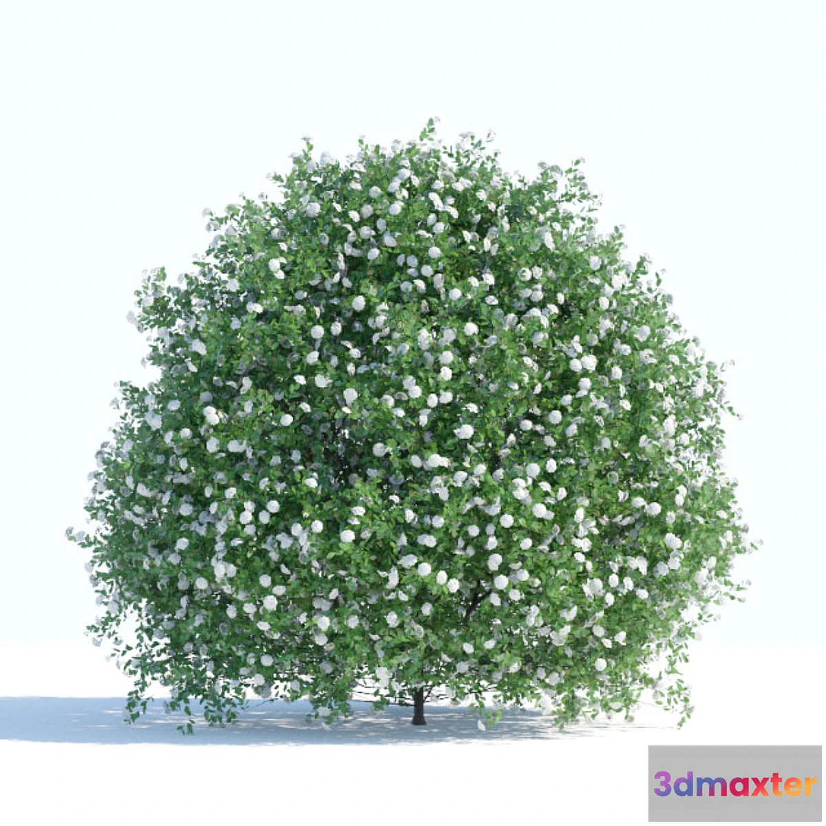 666771 - Spiraea shrub 1